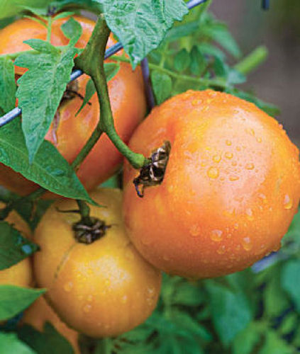 Tomato Orange Wellington F1 Vegetable Seeds