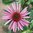 Echinacea Purpurea Brilliant Star Flower Seeds