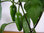 3x Jalapeno Hot Pepper Plug Plants