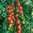 3 x Gardeners Delight - Tomato Plug Plants A: Solanum lycopersicum B:130327 C: 7509041 D: GB