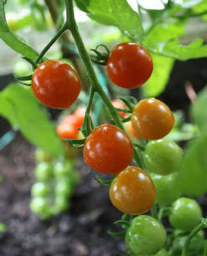 3 x Gardeners Delight - Tomato Plug Plants