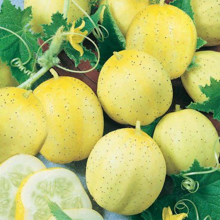 Cucumber Lemon 15 Vegetable/Fruit Seeds