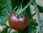 3 x Black Opal, Cherry Tomato Plug Plants