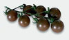 3 x Black Opal, Cherry Tomato Plug Plants A: Solanum lycopersicum B:130327 C: 75090931 D: GB