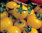 3 x Tomato - Golden Sunrise Cherry Plug Plants
