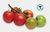 3 x Tomato Alicante Plug Plants