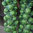 6 Brussels Sprout Bosworth 6cm Biodegradable Pot