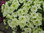 3 x Petunia Sophistica Lime Green Plug Plants