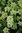 3 x Petunia Sophistica Lime Green Plug Plants