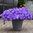 3 Petunia EasyWave® Lavender Sky Blue Plug Plant