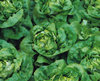 Lettuce Jukebox Pills Butterhead Vegetable Seeds