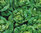 Lettuce Jukebox Pills Butterhead Vegetable Seeds