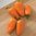 Lunch Box Orange Mini Sweet Pepper Seeds