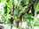 Machu Pichu Chilli Pepper Seeds