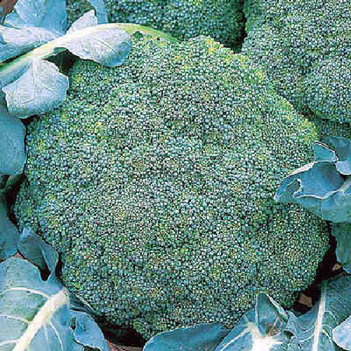 Calabrese Waltham 29 200 Vegetable Seeds