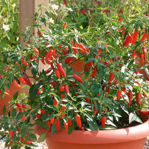 Hot Pepper F1 Apache Chilli Seeds
