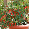 6 x Hot Pepper F1 Apache Chilli Seeds