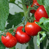 3 x Outdoor Girl - Tomato Plug Plants