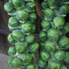 12 x Brussels Sprout Bosworth Plug Plants