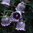 Codonopsis Cilematdea Perennial Flower Seeds
