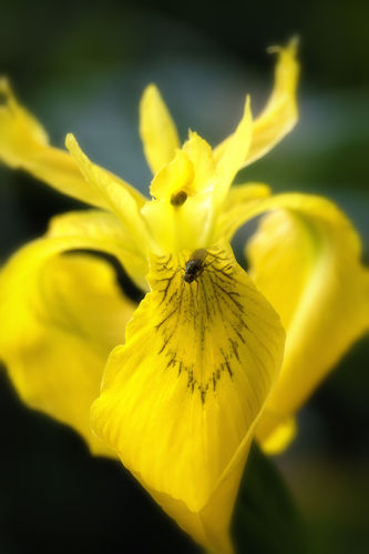 Iris Pseudacorus - 20 Perennial Flower Seeds