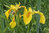 Iris Pseudacorus - 20 Perennial Flower Seeds