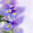 Iris Latifolia - 20 Perennial Flower Seeds