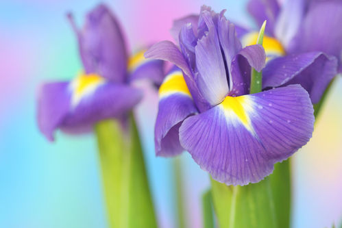 Iris Latifolia - 20 Perennial Flower Seeds