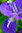 Iris Hookeri Perennial Flower Seeds