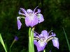 Iris Hookeri Perennial Flower Seeds