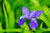 Iris Setosa - 40 Perennial Flower Seeds
