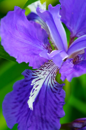 Iris Setosa - 40 Perennial Flower Seeds