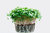 Microgreens Mild Micro Salad Leaf Mix