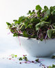 Microgreens Mild Micro Salad Leaf Mix