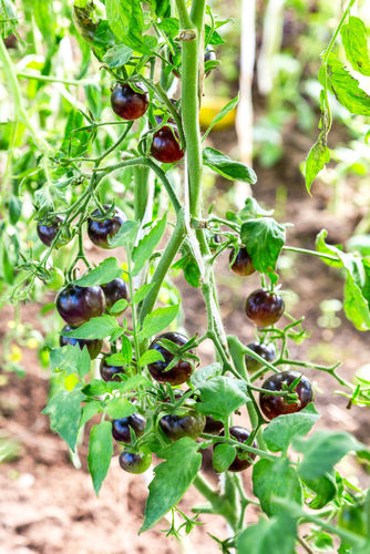 Black Opal Cherry Tomato Vegetable Seeds
