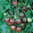 Black Opal Cherry Tomato Vegetable Seeds