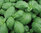 Basil - Sweet Genovese Herb Seeds