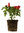 3 x Sweet Pepper Redskin Plug Plants
