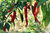 3 x Thai Dragon F1 Hot Chilli Pepper Plug Plants A: Capsicum annuum B:130327 C: 7509080 D: GB