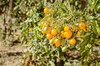 3 x Tomato Golden Crown Cherry Plug Plant A: Solanum lycopersicum B:130327 C: 75090931 D: GB