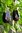 3x Aubergine Patio Baby Dwarf Plug Plants A: Solanum melongena B: 130327 C: 7509093 D: GB