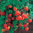 3 x Tomato Tumbling Tigress Red Plug Plants A: Solanum lycopersicum B:130327 C: 7979311 D: GB