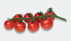3 x Tomato Cherry Baby F1 Plug Plants