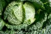 Tundra F1 (Winter) Savoy Cabbage Vegetable Seed