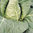 12 x Cabbage Greyhound Pointed Heads Plug Plants A: Brassica oleracea B: 130327 C: 7509041 D: GB