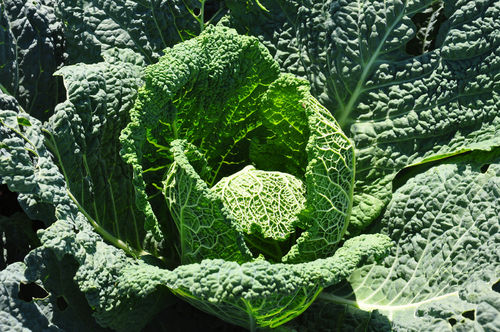 12 x Cabbage Endeavour Winter Savoy Plug Plants A: Brassica oleracea B: 130327 C: 7509041 D: GB