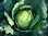 12 x Cabbage Stonehead F1 Plug Plants A:Brassica oleracea var. capitat B:130327 C:3521 D:GB