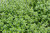 2 x Thyme Vulgaris Compacta Herb Plug Plants