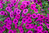 6x Petunia EasyWave Violet Spreading Plug Plants