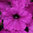 6x Petunia EasyWave Violet Spreading Plug Plants